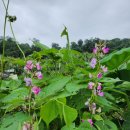 주만농장 이미지