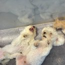 댕스럽개 이미지