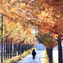 배곧생명공원 이미지