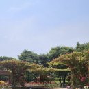 해돋이로 | 인천 해돋이공원 장미원｜여름 초입에 꼭 가야 하는 꽃 명소 (실제 방문 후기)