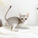 My Love Cat(마이러브캣) 이미지