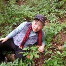 산삼이야기 Daum카페