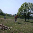 유정목장 이미지