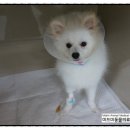 미드미 동물병원 네이버블로그