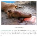 경주마 고의로 죽여 보험금 타낸 사기범 적발 이미지