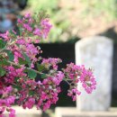 함평 수벽사의 배롱나무꽃 이미지
