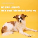 위너스펫 | 인천 강아지 사진관 추천, 이렇게 좋은날 구월점 반려동물 증명사진 리뷰