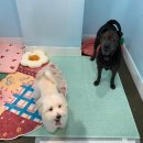 멍그니엘 | 개별룸 광교애견호텔 두 마리 맡긴 솔직 후기! 🐕✨