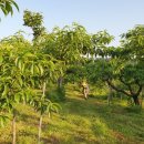 김영희농장 이미지