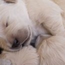 복슬강아지 이미지