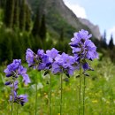 Polemonium caucasicum 이미지