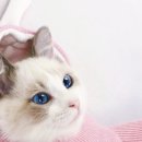 엘름트리 캐터리 이미지