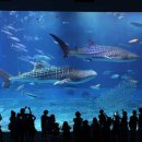 아쿠아리움 이미지