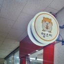 골든햄스터분양 햄츠비 이미지