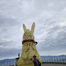 🦤대구의 진산인 앞산을 다녀오다.🦤 이미지