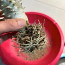 입촌농장 이미지