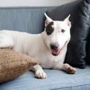 달려라 바우 이미지