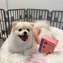 퍼피맘마 이미지