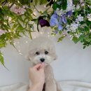 디어마이모모 이미지