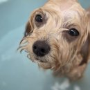 멍테일즈 이미지