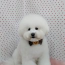 펫피파니 이미지