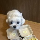 멍's텔라 | 대구 달서구 두류동 멍's텔라 (멍스텔라) 원데이클래스 후기