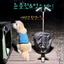 멍나들이 | “2025 합천 황매산 억새축제🌾 반려견과 함께한 멍스테이 캠핑&amp;신소양공원 나들이”