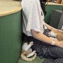보금자리 | [마곡] 마곡 고양이 천국!!유기묘 보금자리 퍼라운지 후기🐱