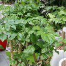 가람농원 이미지