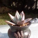 자이안트 이미지