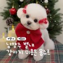 몽쥬르 | [별내] 남양주 별내 몽쥬르 강아지 미용 후기｜다견가정 재방문, 레오 루이 미용 기록 | 내돈내산