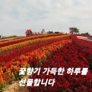 꽃향기가득한 이미지