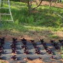 성도 농장 이미지