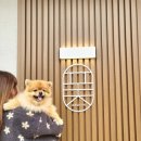 퐃 | 서울근교 애견동반 독채펜션 추천 - 여주에 위치한 퐃 펜션 후기