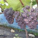 둔덕농장3 이미지