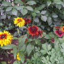 루드베키아 이미지