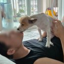 까까몽 | 우리집 강아지 - 요즘의 일상