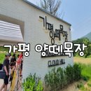 은산목장 | [가평 양떼목장] 먹이주기 체험도, 목장 내 카페도 Good!!