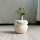 개화농장 | 강서 개화역 아프리카 식물 전문 사바나농장 방문 후기