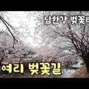 경기도 가볼만한곳 팔당물안개공원 벚꽃 드라이브코스 이미지