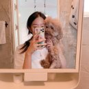 강릉애견하우스 이미지