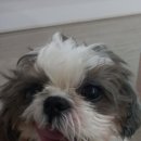 몽실하개 이미지