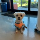 바당어부 | 성산일출봉 횟집 바당집 세트 메뉴 후기 제주도 서귀포 애견 동반 식당.