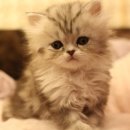 고양이샵 이미지