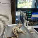 삼학도영덕대게킹크랩 | 제주 제주시 공항 근처 킹크랩 대게 맛집 ‘영덕대게마을‘ 내돈내산 솔직후기/킹크랩, 랍스타, 대게 싯가