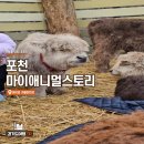 테디베어스토리 | [포천 가볼만한 곳] 마이애니멀스토리 평강랜드 테디베어소 체험 후기
