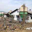 장수양돈 이미지