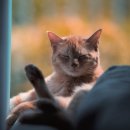 하나로동물병원 이미지