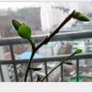 남촌분재