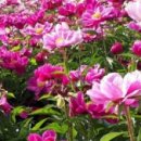 백옥화 | 정지상(鄭知常)의 시 - 신설(新雪) 첫 눈